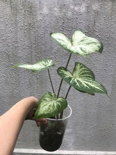 (Category: ) located in . Submitted by madam.plants (Listing ID 1454957203, Image 1). Description: .