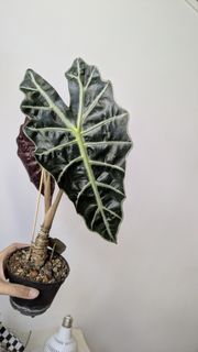 （分類：）位於 。 由 tsetk 提交（商品編號 1455190102，圖片 1）。簡介： 。