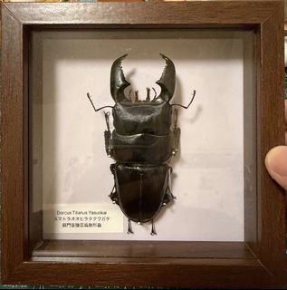 （分類：）位於 。 由 ryanding 提交（商品編號 1455224681，圖片 1）。簡介： 。