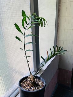 （分類：）位於 。 由 plants3721 提交（商品編號 1455180089，圖片 1）。簡介： 。