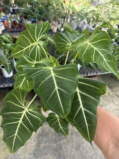 (Category: ) located in . Submitted by addicted2plants (Listing ID 1455183253, Image 1). Description: .