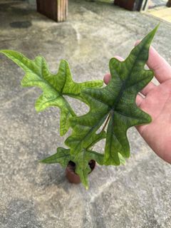 (Category: ) located in . Submitted by addicted2plants (Listing ID 1455185082, Image 1). Description: .