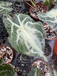 (Category: ) located in . Submitted by addicted2plants (Listing ID 1455184061, Image 1). Description: .