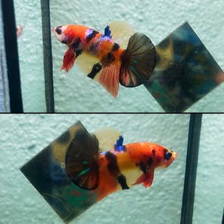 (Category: ) located in . Submitted by machangbetta (Listing ID 1455307028, Image 1). Description: .