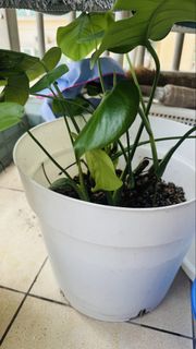 （分類：）位於 。 由 urmilam 提交（商品編號 1455208398，圖片 1）。簡介： 。