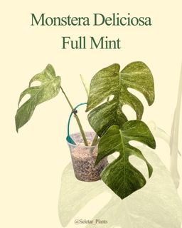 (Category: ) located in . Submitted by seletar_plants (Listing ID 1455315344, Image 1). Description: .