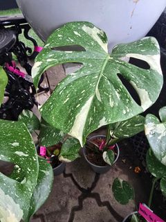 (Category: ) located in . Submitted by fl_my (Listing ID 1455171678, Image 1). Description: .