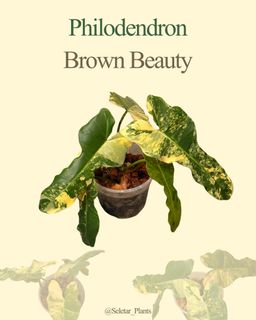 (Category: ) located in . Submitted by seletar_plants (Listing ID 1455107610, Image 1). Description: .