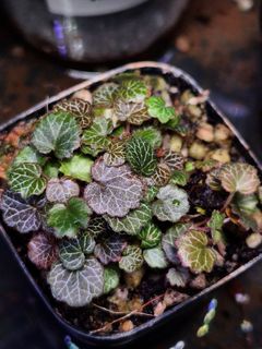 (Category: ) located in . Submitted by understorybotanics (Listing ID 1455208148, Image 1). Description: .
