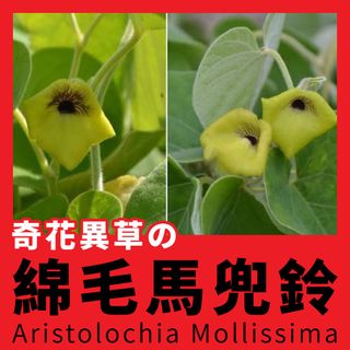 （分類：）位於 。 由 greennook 提交（商品編號 1455385575，圖片 1）。簡介： 。