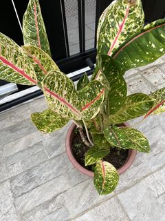 (Category: ) located in . Submitted by elainnplants (Listing ID 1455398419, Image 1). Description: .