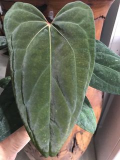 (Category: ) located in . Submitted by PlantsRanger (Listing ID 1455466986, Image 1). Description: .