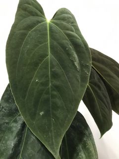 (Category: ) located in . Submitted by PlantsRanger (Listing ID 1455468009, Image 1). Description: .