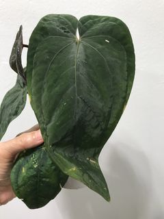 (Category: ) located in . Submitted by PlantsRanger (Listing ID 1455467508, Image 1). Description: .
