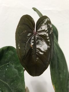 (Category: ) located in . Submitted by PlantsRanger (Listing ID 1455467508, Image 1). Description: .