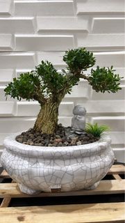 (Category: ) located in . Submitted by thplantstudio (Listing ID 1455482292, Image 1). Description: .