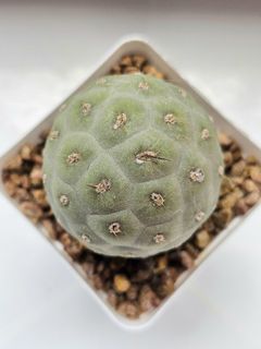 (Category: ) located in . Submitted by all4cactus (Listing ID 1455366272, Image 1). Description: .