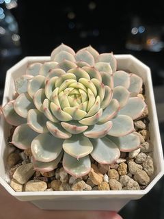 (Category: ) located in . Submitted by qq_garden (Listing ID 1455461137, Image 1). Description: .