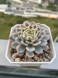 (Category: ) located in . Submitted by qq_garden (Listing ID 1455461137, Image 1). Description: .