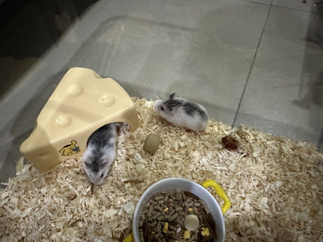Hamster Hideout and Food Bowl Set (Category: Homes & Other Pet Accessories) located in Caloocan City. Submitted by ashleyscorner (Listing ID 1455372522, Image 1). Description: - Adorable cheese-shaped hideout for your hamster. - Includes a food bowl with yellow handles. - Comes with hamster food. - Features a cute character design on the hideout. - Perfect starter kit for new small pet owners..