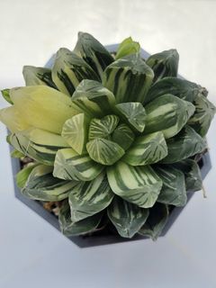 (Category: ) located in . Submitted by all4cactus (Listing ID 1455367562, Image 1). Description: .
