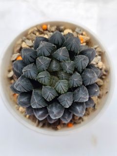 (Category: ) located in . Submitted by all4cactus (Listing ID 1455368401, Image 1). Description: .