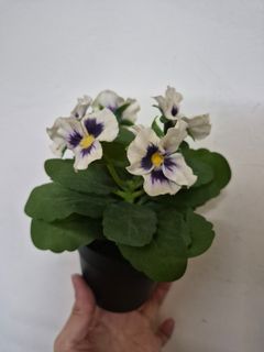 （分類：）位於 。 由 juju614 提交（商品編號 1455444116，圖片 1）。簡介： 。