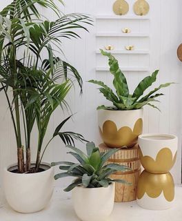 (Category: ) located in . Submitted by happygreens (Listing ID 1455397673, Image 1). Description: .