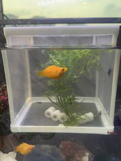 (Category: ) located in . Submitted by royhunter7-5 (Listing ID 1455423356, Image 1). Description: .