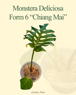 (Category: ) located in . Submitted by seletar_plants (Listing ID 1455105135, Image 1). Description: .