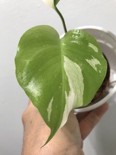 (Category: ) located in . Submitted by PlantsRanger (Listing ID 1455427061, Image 1). Description: .