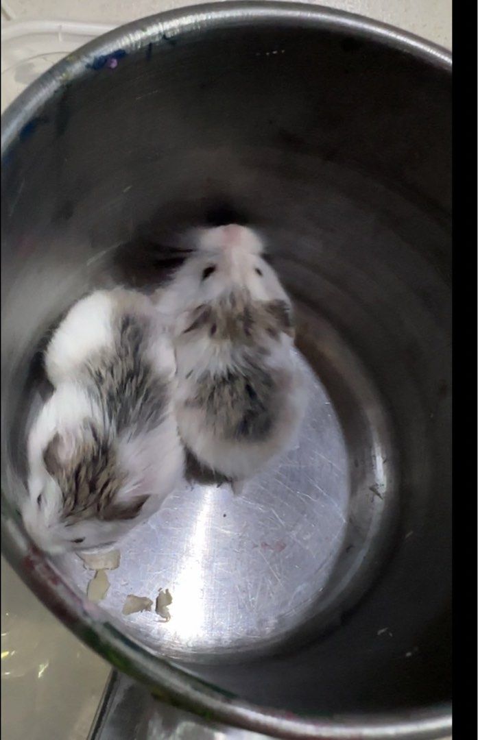 roborovski hamster 1 month old 250 each (Category: Babies & Kids Fashion) located in Caloocan City. Submitted by ashleyscorner (Listing ID 1455382901, Image 1). Description: caloocan east 250 each.