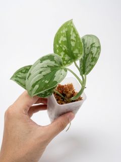 （分類：）位於 。 由 greennook 提交（商品編號 1455380517，圖片 1）。簡介： 。