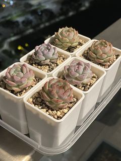 (Category: ) located in . Submitted by qq_garden (Listing ID 1445402747, Image 1). Description: .