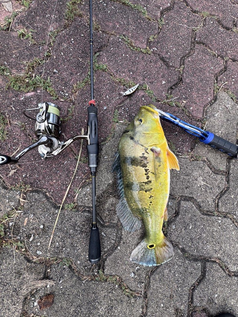 ul setup (Category: Fishing) located in Singapore. Submitted by dxnish350 (Listing ID 1455366819, Image 1). Description: wts ul setup rod: ajiking reel: xiwali staila size 1000 more pic pls text me FAST DEAL $60.