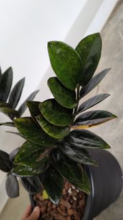 (Category: ) located in . Submitted by desmoteoh (Listing ID 1455378379, Image 1). Description: .
