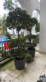 (Category: ) located in . Submitted by lim_chia (Listing ID 1455515692, Image 1). Description: .
