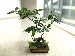 （分類：）位於 。 由 tsecwk 提交（商品編號 1443455488，圖片 1）。簡介： 。
