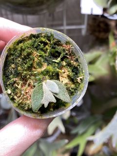 （分類：）位於 。 由 kinn_nn 提交（商品編號 1455650389，圖片 1）。簡介： 。