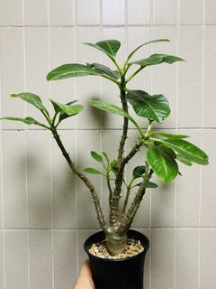（分類：）位於 。 由 plants3721 提交（商品編號 1455533760，圖片 1）。簡介： 。