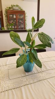 （分類：）位於 。 由 prettyqueens 提交（商品編號 1455547560，圖片 1）。簡介： 。