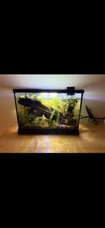 (Category: ) located in . Submitted by ndiamag (Listing ID 1455565511, Image 1). Description: .