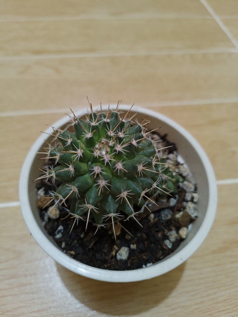 Assorted Cacti in White Pots (Category: Pots & Planters) located in Mandaluyong City. Submitted by zheida1068 (Listing ID 1455622277, Image 2). Description: - Healthy cacti collection - Each plant in a simple white pot - Comes with well-draining soil - Ideal for beginners and plant lovers - Low maintenance and easy to care for - Adds a touch of green to any space - Choose your favorite or get the whole set!.