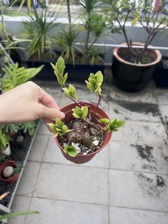(Category: ) located in . Submitted by stradesofplants (Listing ID 1455629695, Image 1). Description: .