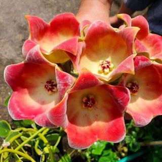 （分類：）位於 。 由 hoyaworld 提交（商品編號 1455547632，圖片 1）。簡介： 。
