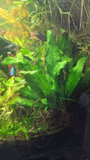 (Category: ) located in . Submitted by undergroundbeavers (Listing ID 1455543979, Image 1). Description: .