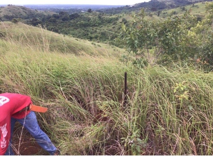 Mangatarem pangasinan (Category: Lot) located in Paranaque City. Submitted by meymey242021 (Listing ID 1455645316, Image 1). Description: near daan kalikasan 4.88 hectares pm for more pics/details.
