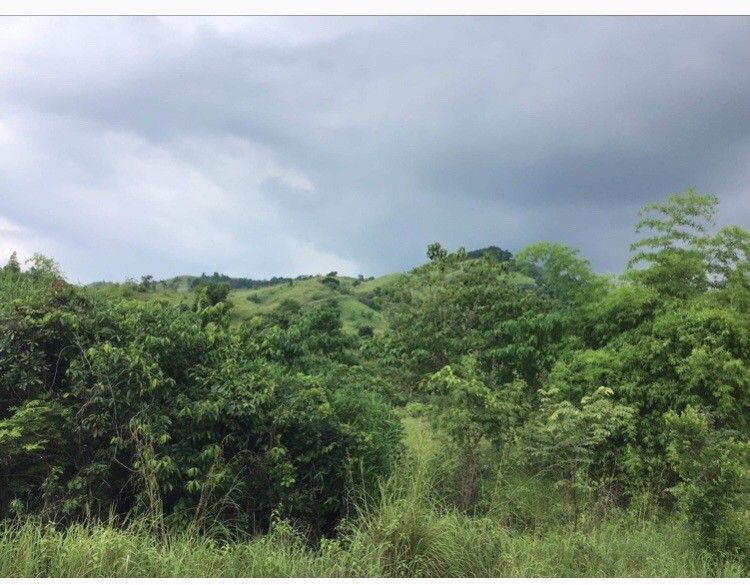 Mangatarem pangasinan (Category: Lot) located in Paranaque City. Submitted by meymey242021 (Listing ID 1455645316, Image 2). Description: near daan kalikasan 4.88 hectares pm for more pics/details.