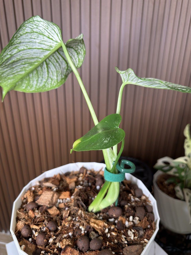 Monstera devil (Category: Others) located in Sungai Buloh. Submitted by norliana78 (Listing ID 1455518759, Image 3). Description: .