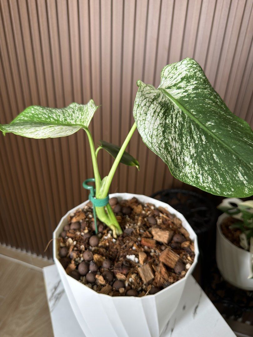 Monstera devil (Category: Others) located in Sungai Buloh. Submitted by norliana78 (Listing ID 1455518759, Image 1). Description: .